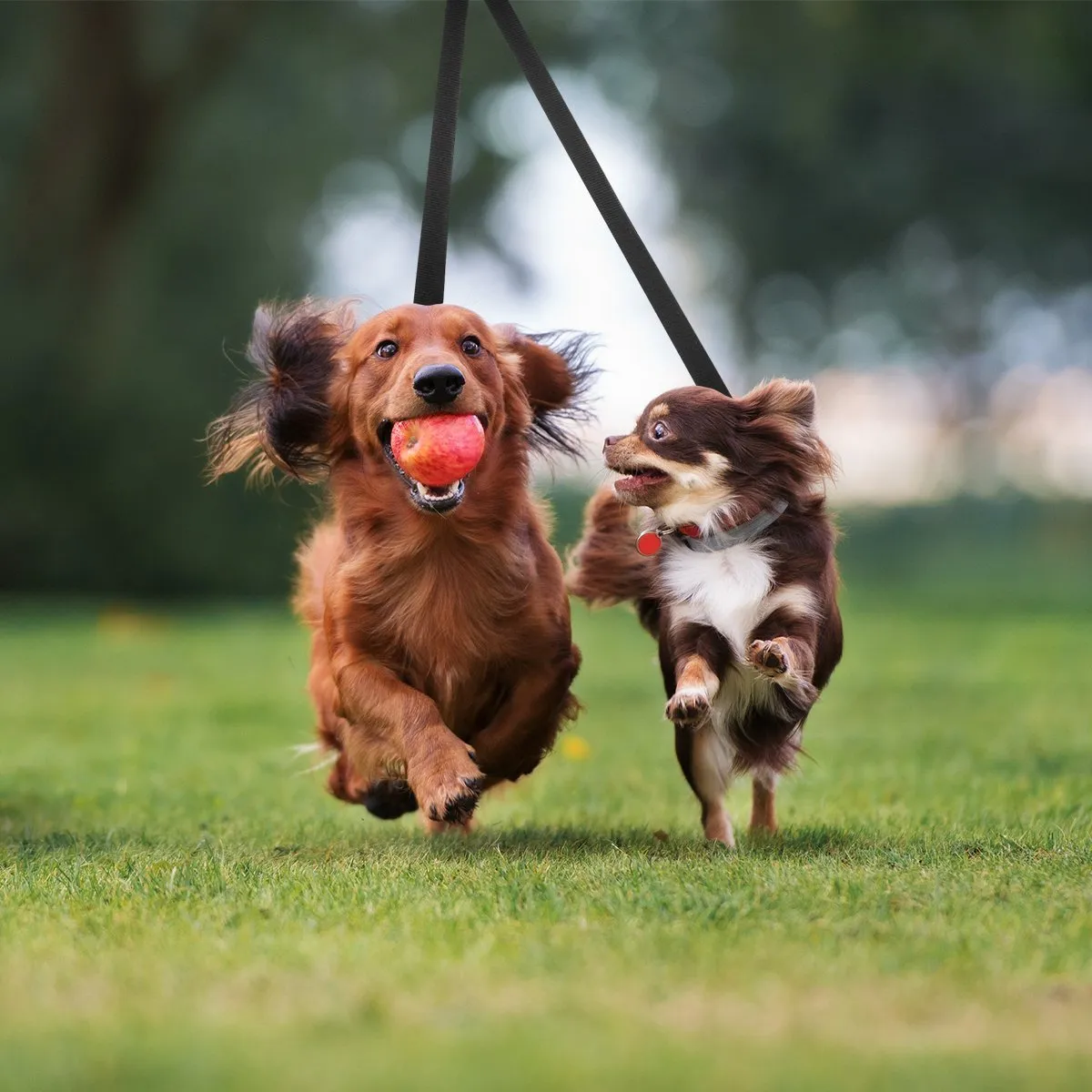 Hands Free Blue Dog Leash 4.25 ft