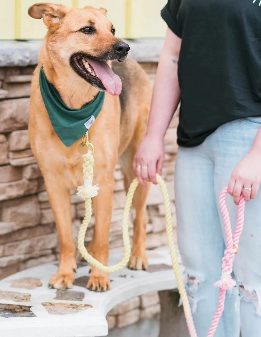 Hands Free Rope Leash and Luxe Royal Leather Collar Bundle - Sunset