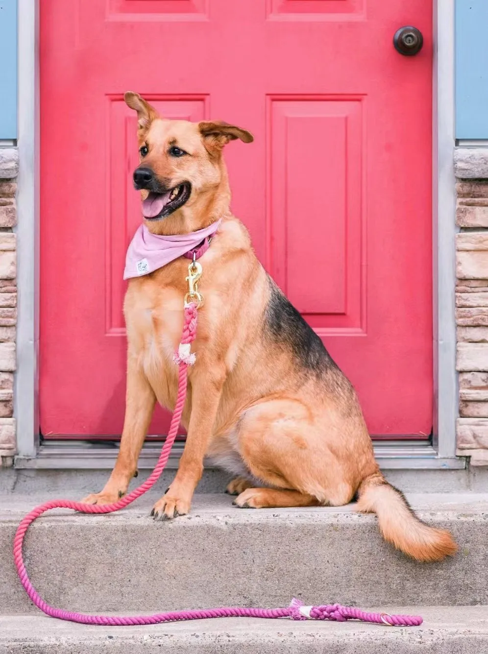 Hands Free Rope Leash and Luxe Royal Leather Collar Bundle - Sunset