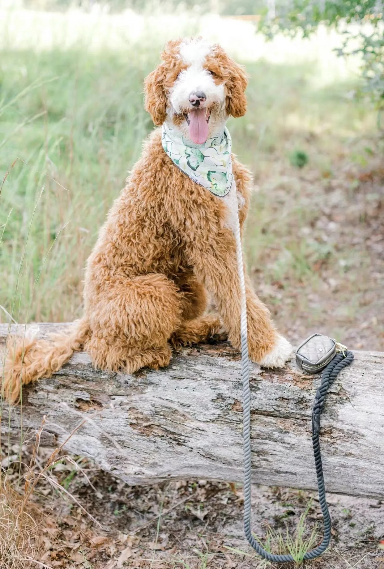 Hands Free Rope Leash and Luxe Royal Leather Collar Bundle - Sunset