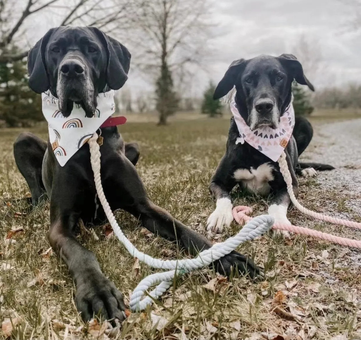 Hands Free Rope Leash and Luxe Royal Leather Collar Bundle - Sunset