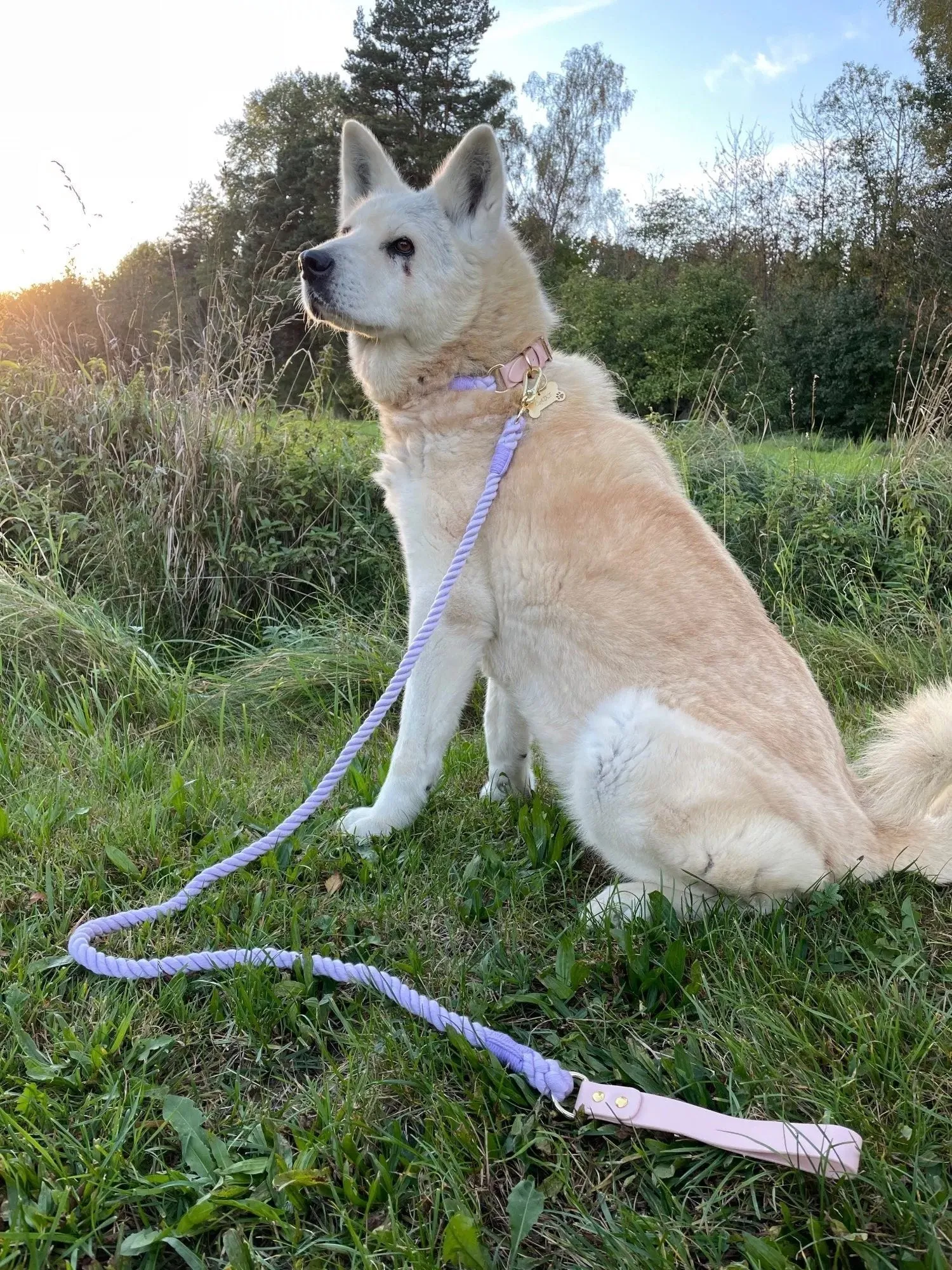 Hands Free Rope Leash and Luxe Royal Leather Collar Bundle - Sunset